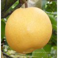 fresh Fengshui pear 2011